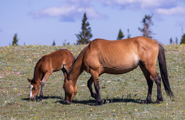 Fototapeta na wymiar Wild Horse Mare and Foal in Summer in the Pryor Mountains Montana