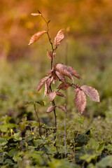 małe drzewko buku w lesie