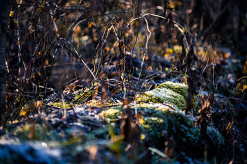 Closeup of branches of trees covered with green moss in the forest