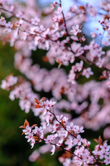 Naklejka premium Cherry blossom flowers closeup during spring season, beautiful branches of pink cherry blossoms on the tree under blue sky, floral pattern, can be used as a natural background.