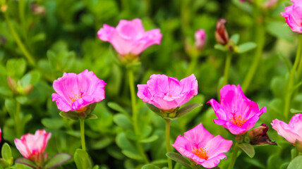 Close up view of Little Hogweed flower with blur background                            