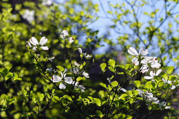 青空に映える白いハナミズキの花