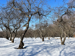 Apple orchard in Kolomenskoye Park in early spring. Russia, the city of Moscow