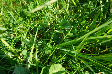 green grass close up, bright sunny day
