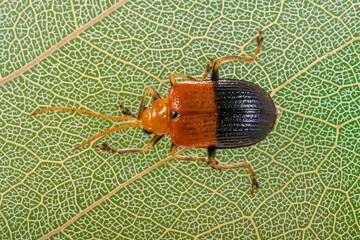 Coccinellidae is a widespread family of small beetles. They are commonly known as ladybugs