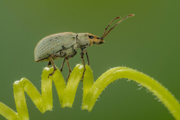 Coccinellidae is a widespread family of small beetles. They are commonly known as ladybugs