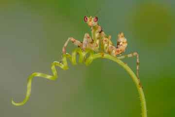 The praying mantis is any insect of the order Mantodea