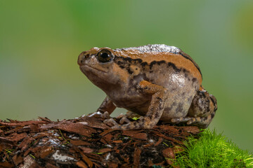 The banded bullfrog (Kaloula pulchra) is a species of frog in the narrow-mouthed frog family Microhylidae. Native to Southeast Asia, it is also known as the Asian painted frog, digging frog, Malaysian