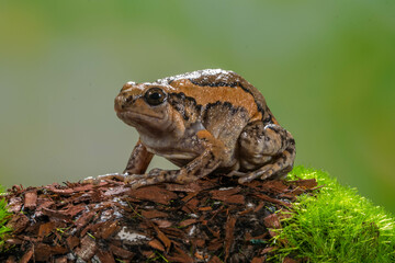 The banded bullfrog (Kaloula pulchra) is a species of frog in the narrow-mouthed frog family Microhylidae. Native to Southeast Asia, it is also known as the Asian painted frog, digging frog, Malaysian