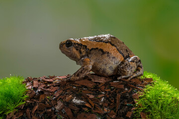 The banded bullfrog (Kaloula pulchra) is a species of frog in the narrow-mouthed frog family...