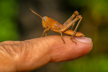Grasshoppers are insects with long, powerful back legs which they use for jumping. They generally live in dry habitats, such as fields, gardens and meadows