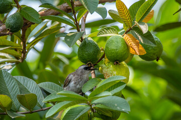 The sooty-headed bulbul (Pycnonotus aurigaster) is a species of songbird in the Bulbul family, Pycnonotidae. It is found in south-eastern Asia