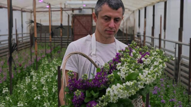 Man carries a basket of matthiola flowers in a home greenhouse. Family business and business. Cultivation and sale of cultivated flowers.
