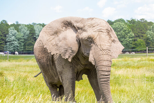 an elephant on grass field