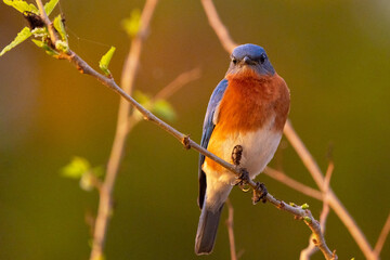 Eastern bluebird (Sialia sialis), a cute songbird, perched in a tree during sunset in Sarasota, Florida