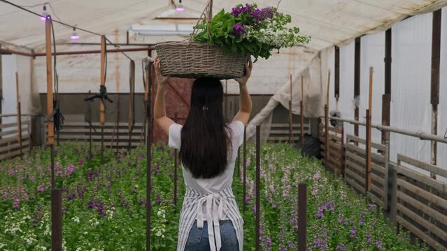 a girl with long hair carries a wicker basket on her head walking forward with matthiola flowers. Shooting is conducted from the back of the model