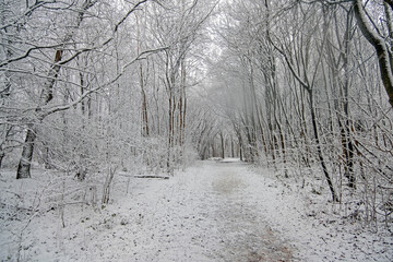 Snowing in the forest in winter in the Netherlands