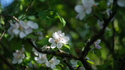 Merry Christmas, Christmas Card Template, Happy New Year, Copyspace, for Newsletter, Mail, Post, Greeting, Seasonal Greating, Business, Customer Card in blue