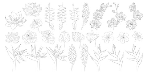 Tropical flowers set. Alpinia, anthurium, frangipani, lotus, heliconia, hibiscus, orchid, strelitzia. Vector botanical illustration, contour graphic drawing.