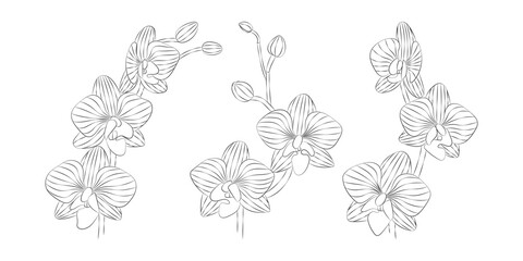 Orchid tropical flowers set. Vector botanical illustration, contour graphic drawing.