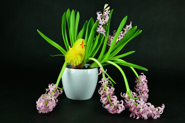 The beautiful pink hyacinth with an Easter chick in the white pot.Focused on the chick.