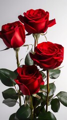 Roses on a clean background