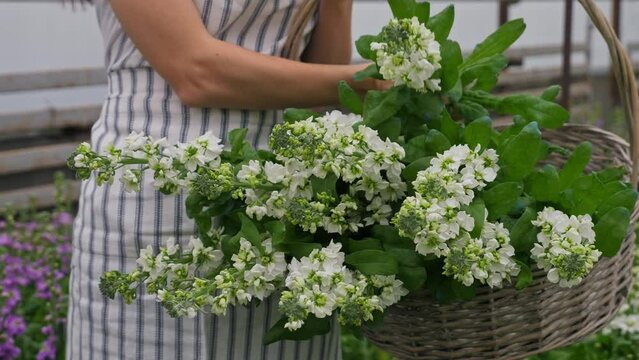 picking flowers in a home greenhouse by a young couple in a wicker basket. Greenhouse with white and lilac matthiola flowers.