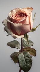 Roses on a clean background