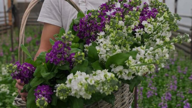 Man carries a basket of matthiola flowers in a home greenhouse. Family business and business. Cultivation and sale of cultivated flowers.