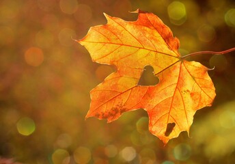 Obraz na płótnie Canvas leaves in autumn