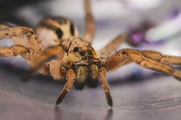 Closeup of a scary Hogna radiata wolf spider with many legs