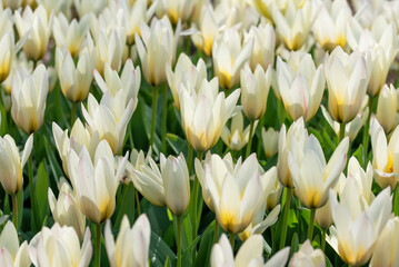 Białe tulipany, wiosną w ogrodzie 