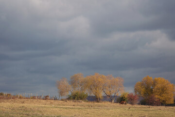 Fototapeta premium Caw feeding on green meadow. Autumnal landscape with caw on pasture. A rural landscape with caw eating grass.