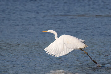 Great Egret