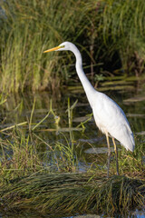 Great Egret