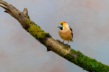 Close up of a male in splendor colorful plumage Hawfinch, Coccothraustes coccothraustes, standing on a mossy branch against light blurred background