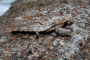 Gonatista grisea insect camouflaged on tree (grizzled mantis or lichen mimic )