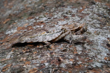 Gonatista grisea insect camouflaged on tree (grizzled mantis or lichen mimic )
