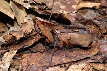 Leaf Mantis ( Deroplatys desiccate ) closeup camouflaged with leaves