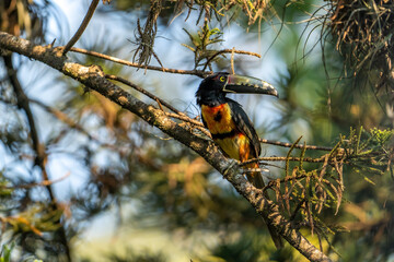 Toucan collared aracari (Pteroglossus torquatus) perched on the branch of a pine tree, bird in the toucan family Ramphastidae.