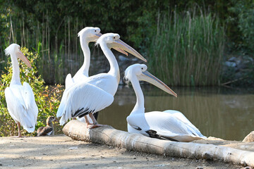 Wild Pelicans Standing by the Lake