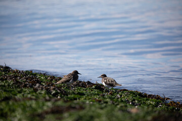 Shore birds walking along the edge of a beach covered in seaweed, British Columbia