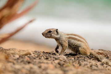 Barbary ground squirrel. Chipmunk in Fuerteventura, Canary Islands, Spain. Friendly and cute rodent in the wild with aloe vera plant, the beach and the surf of the Atlantic Ocean in the background. 