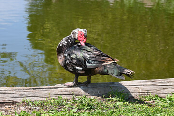 Beautiful Duck Sits On wood By The Lake