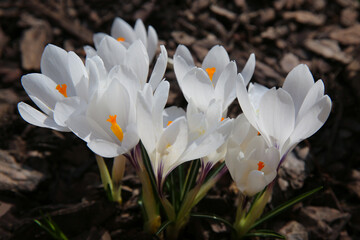Blurred floral background, crocus flowers on a sunny day