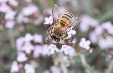 Bee on thyme flower in spring close-up