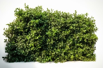 Obraz premium Green Hedge isolated on white background. Generative AI