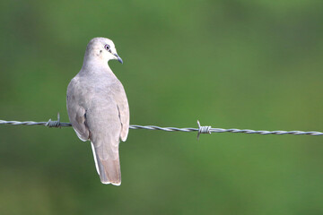 Picui Ground-Dove (Columbina picui) perched on barbed wire. photo from the back