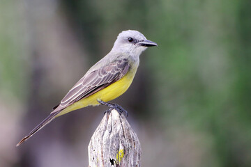 Tropical Kingbird (Tyrannus melancholicus) perched on a fence post