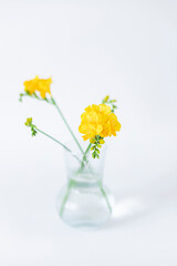 Fototapeta na wymiar Yellow freesia flowers in a glass vase on the white background. Selective focus. Close up
